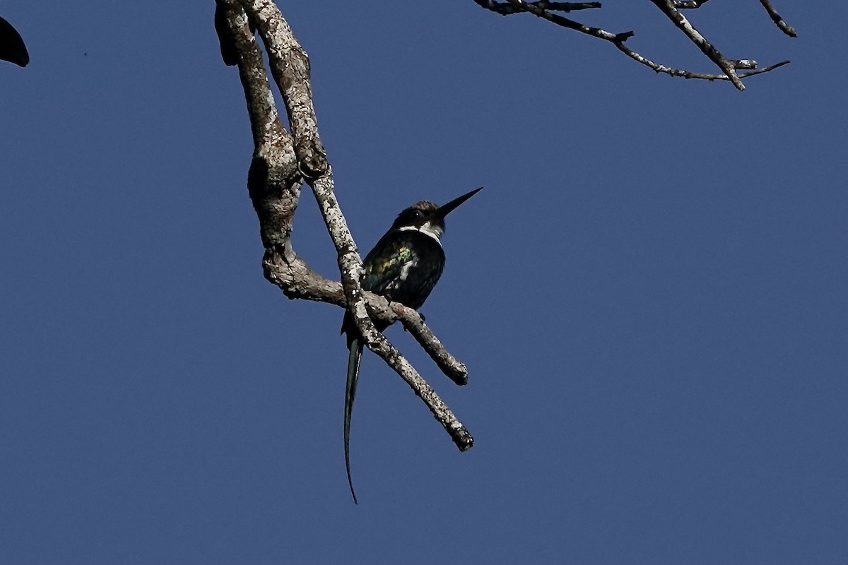 Jacamar à longue queue - ML606532171