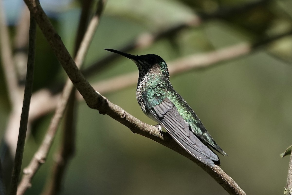 Colibrí Nuquiblanco - ML606533161