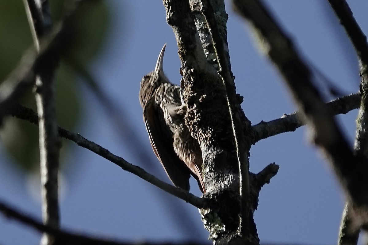 Grimpar à calotte sombre (fuscicapillus) - ML606533211