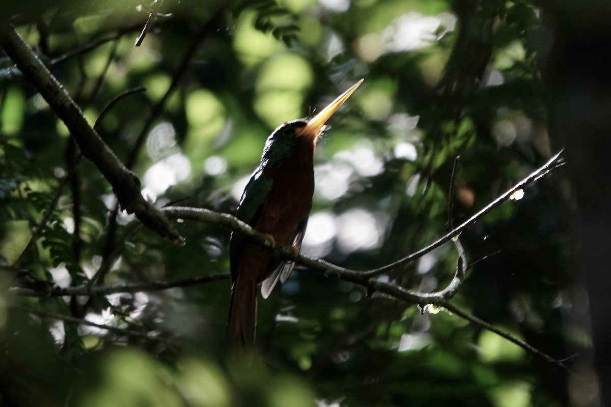 Jacamar à joues bleues - ML606533401