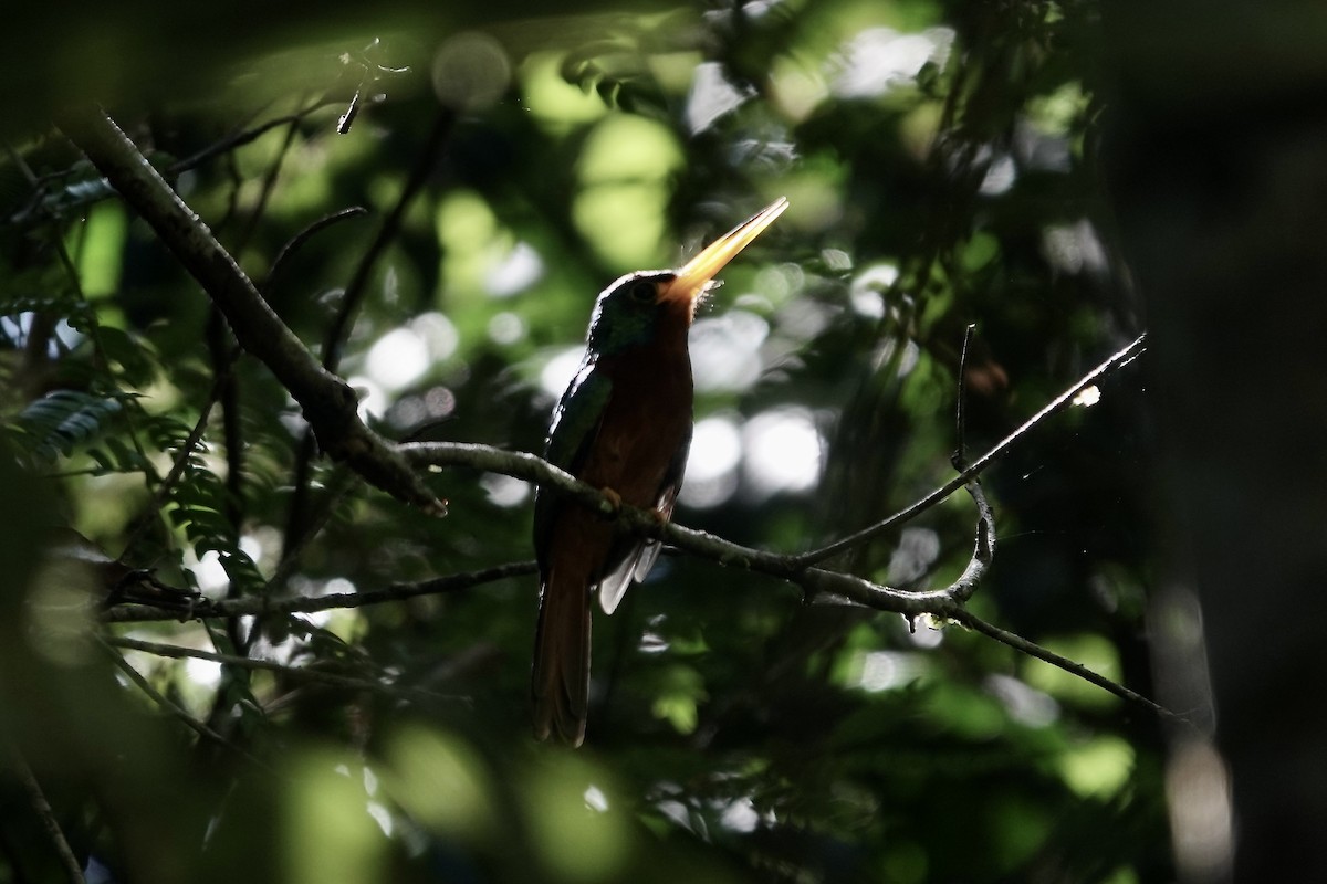 Jacamar à joues bleues - ML606533421