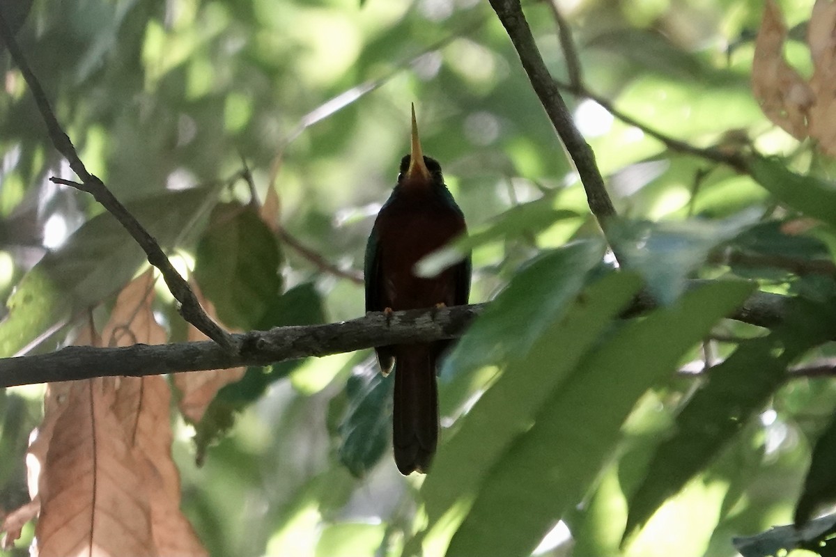 Jacamar à joues bleues - ML606533441