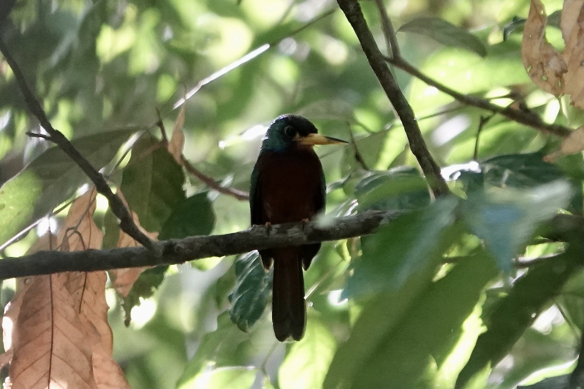 Blue-cheeked Jacamar - Simon Pearce