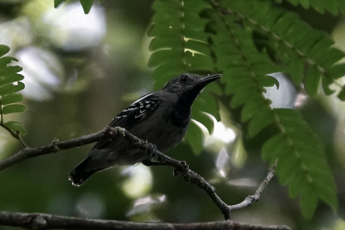 Long-winged Antwren - Simon Pearce