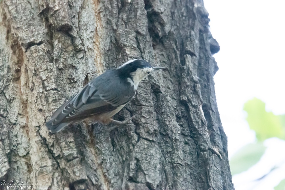 White-breasted Nuthatch - ML606533661