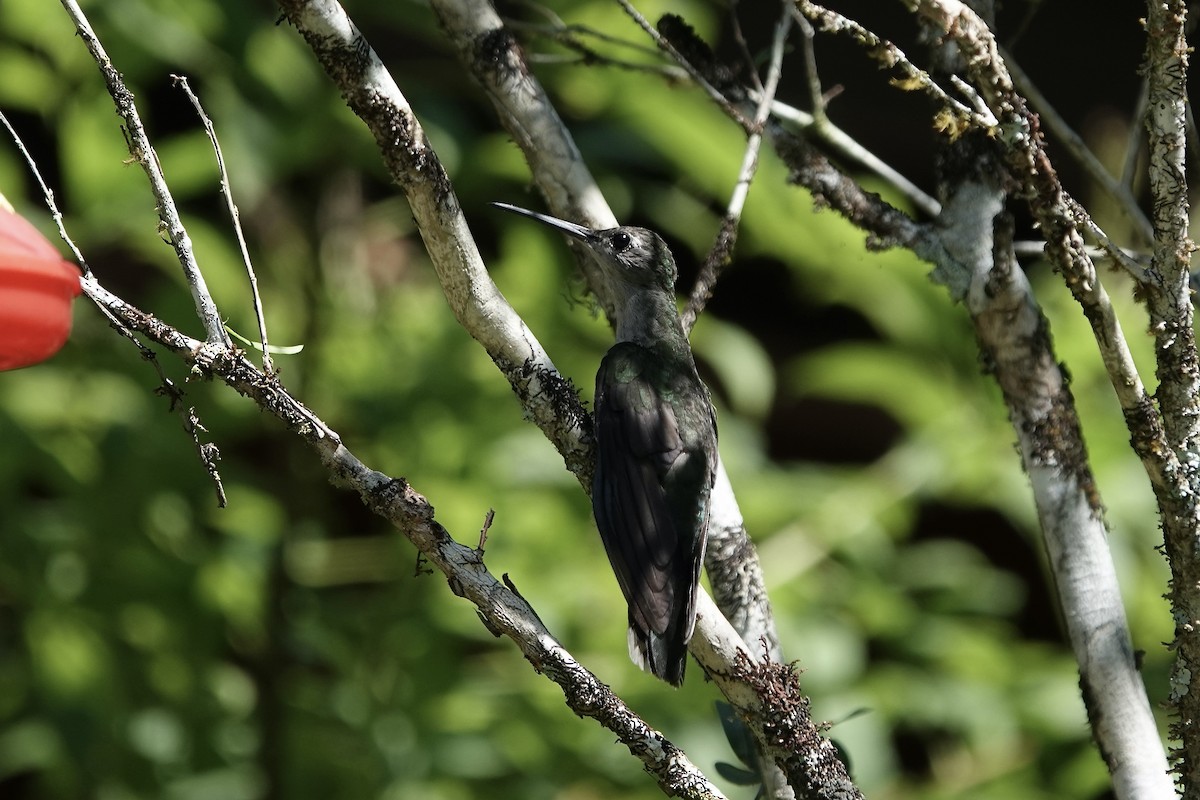 kolibřík šedoprsý - ML606533741