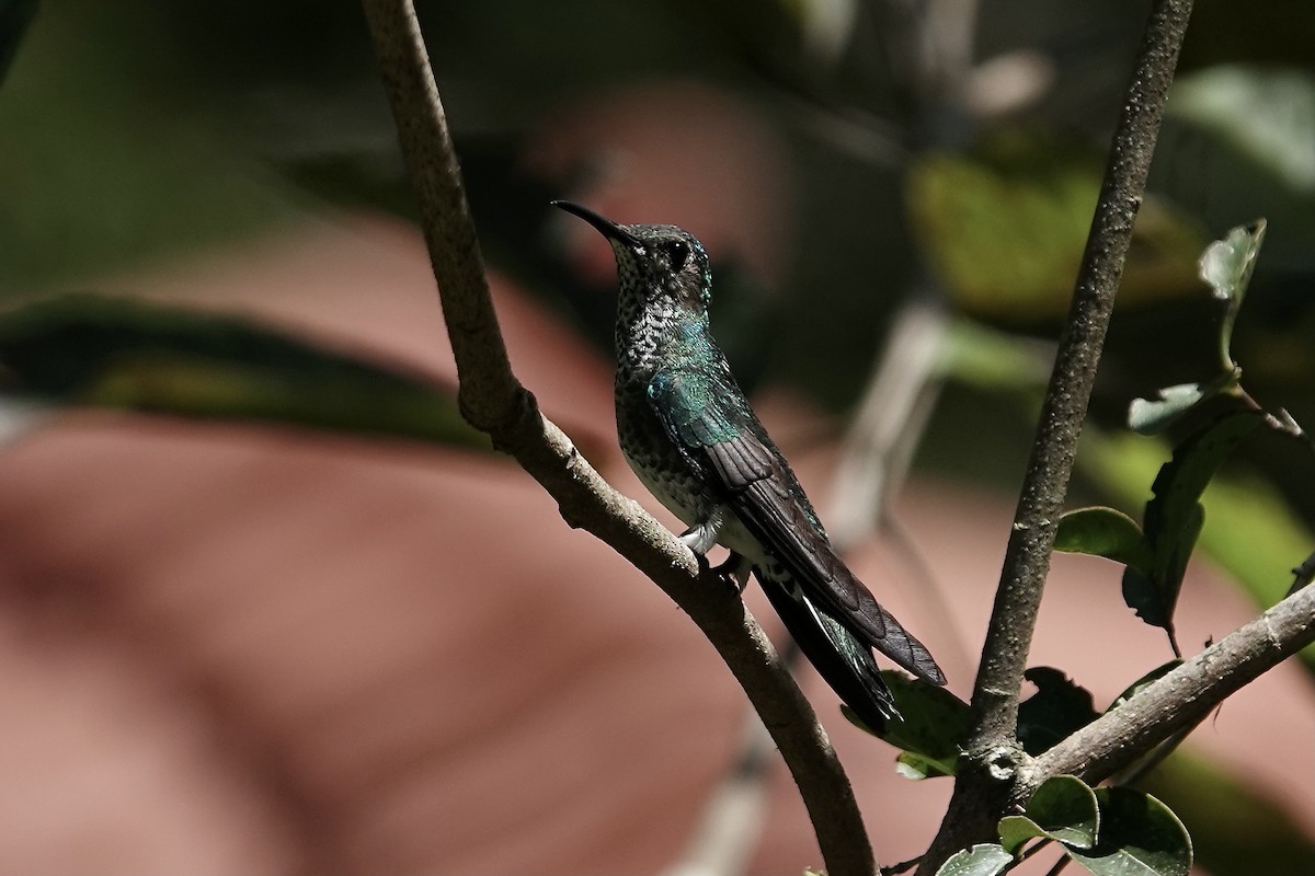 kolibřík bělokrký - ML606533881
