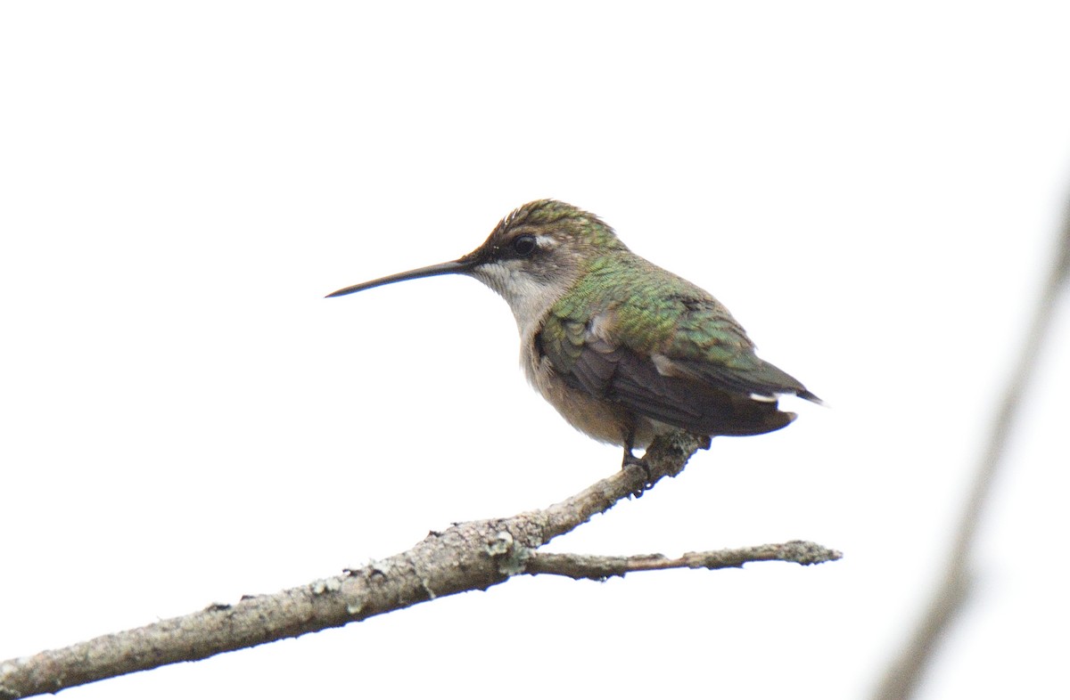 Ruby-throated Hummingbird - ML606534231