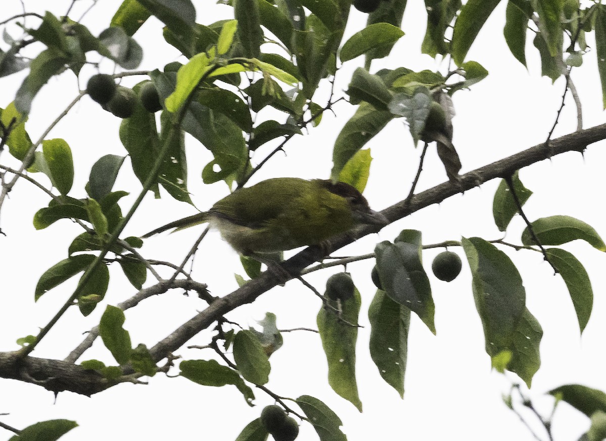 Rufous-browed Peppershrike - ML606534681