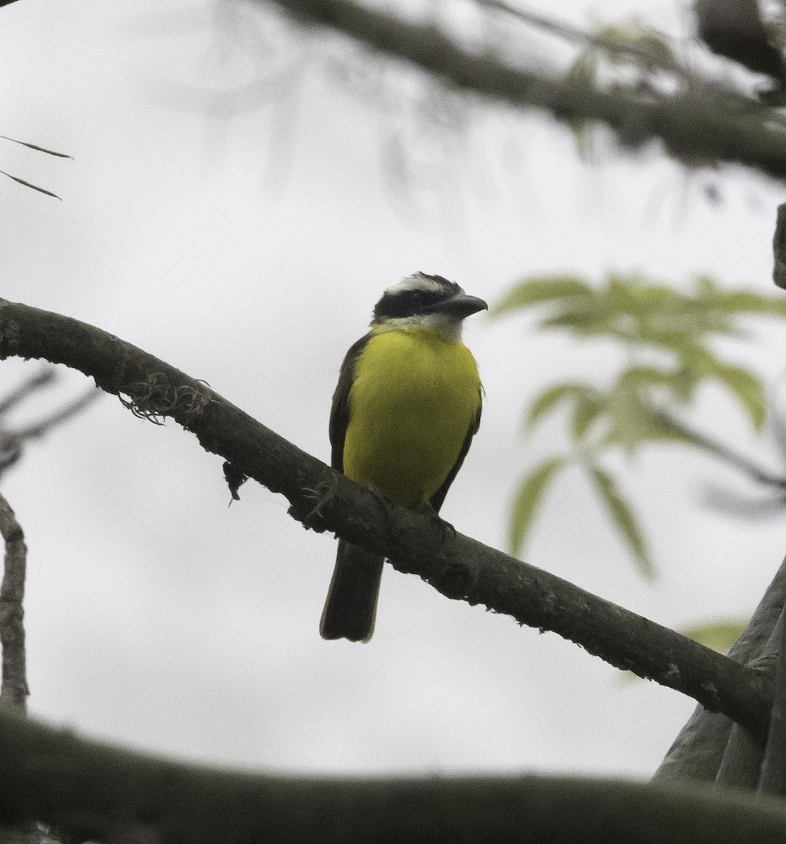 Boat-billed Flycatcher - ML606534691