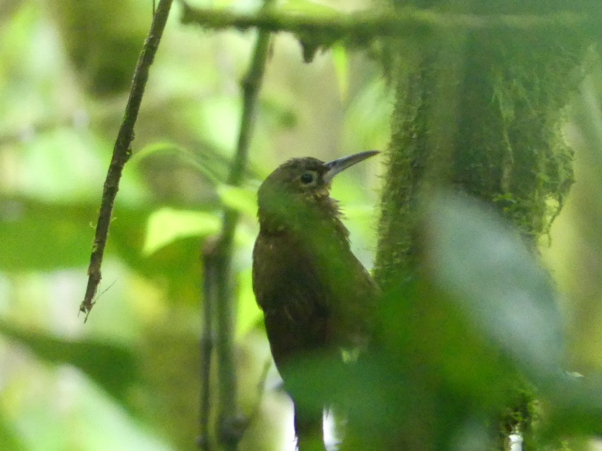 Spotted Woodcreeper - ML606534771