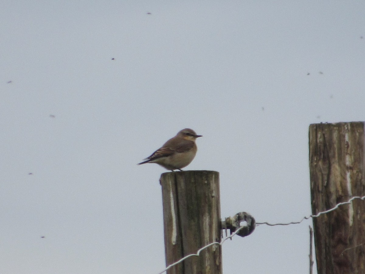 Northern Wheatear - ML606535231