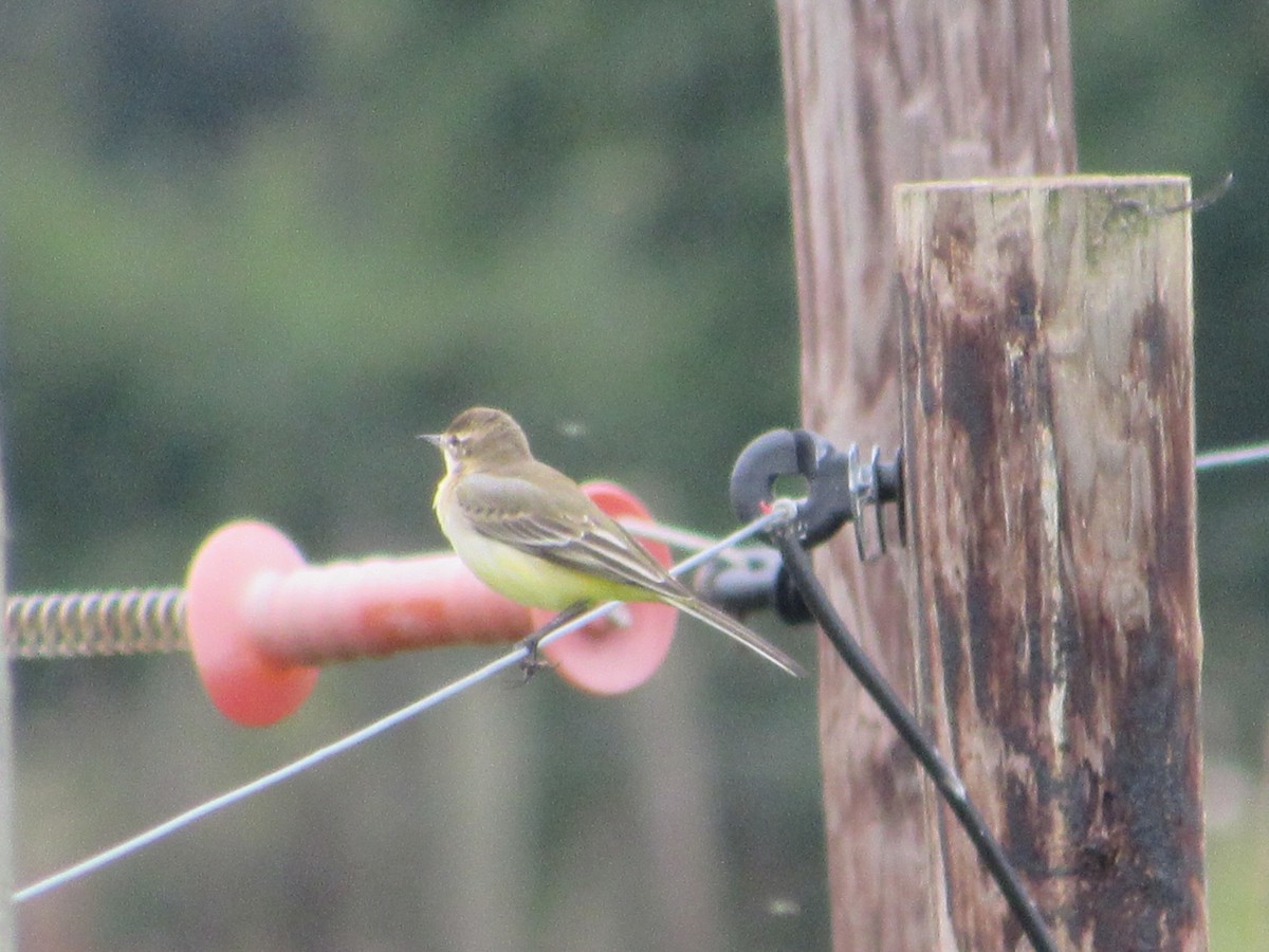 Western Yellow Wagtail - ML606535261