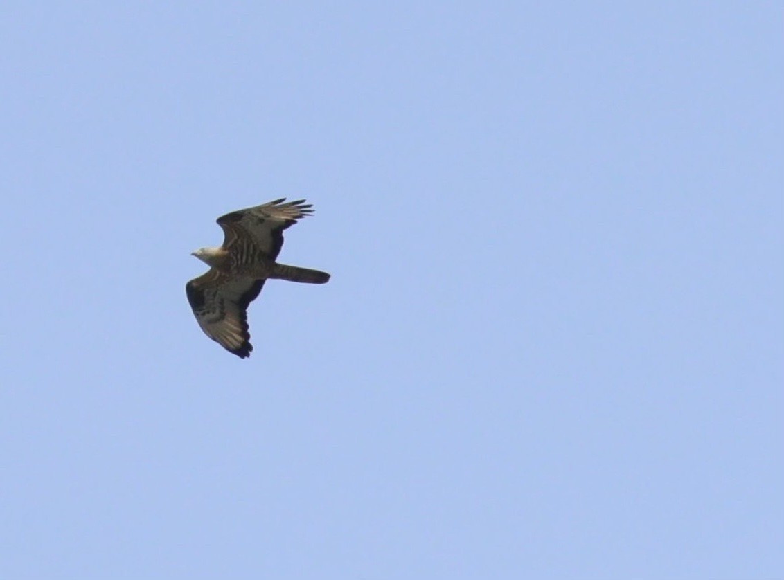 European Honey-buzzard - Marvin Johanning