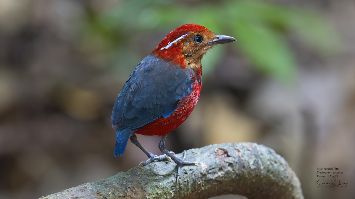 Blue-banded Pitta - Kenneth Cheong