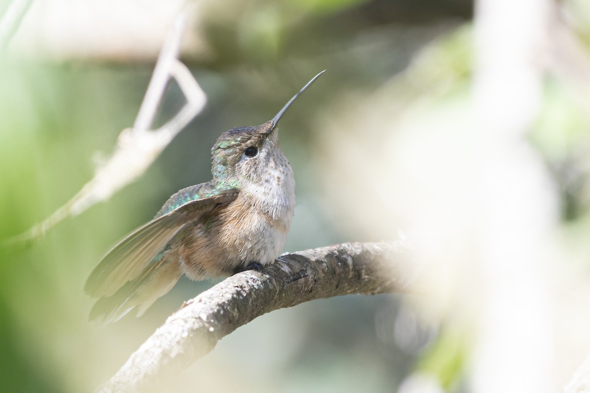 Broad-tailed Hummingbird - ML606536281