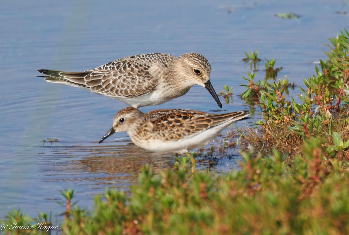 Baird's Sandpiper - Imtiaz Haque