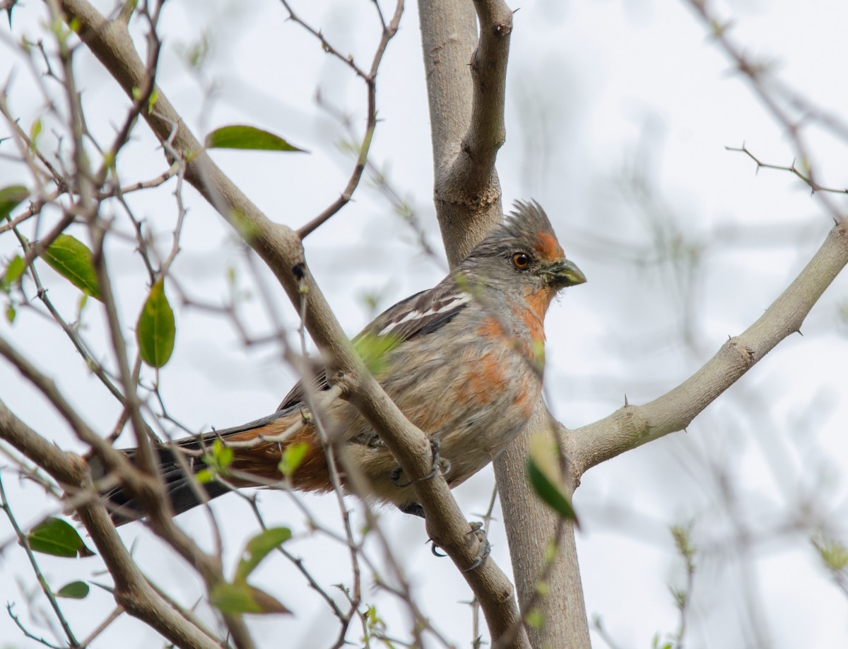 Rara du Paraguay - ML606536631