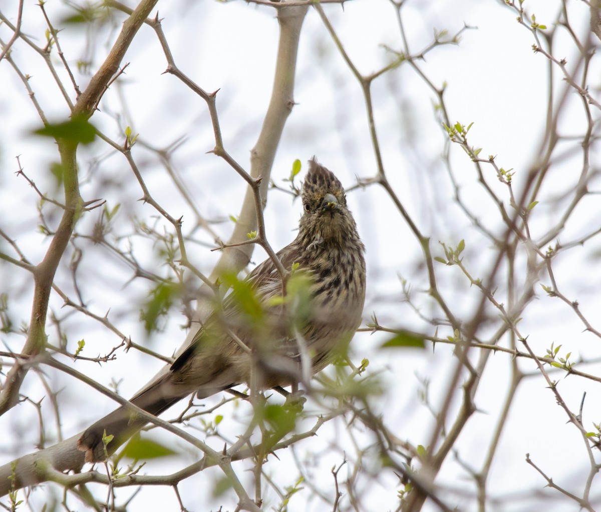 White-tipped Plantcutter - Iván Eroles