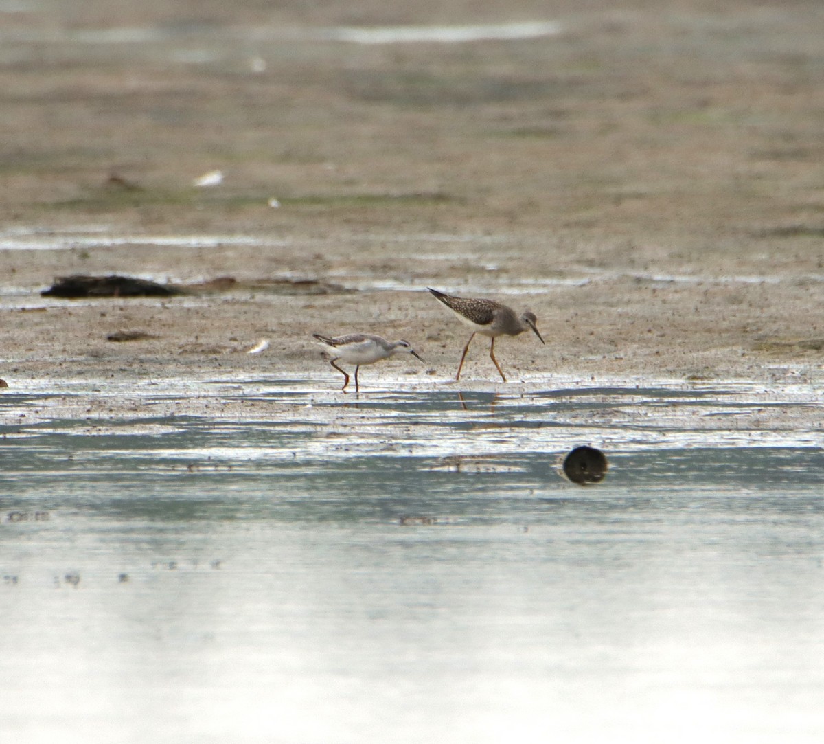 Wilson's Phalarope - ML606536851