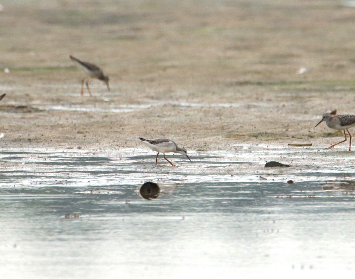 Wilson's Phalarope - ML606536861