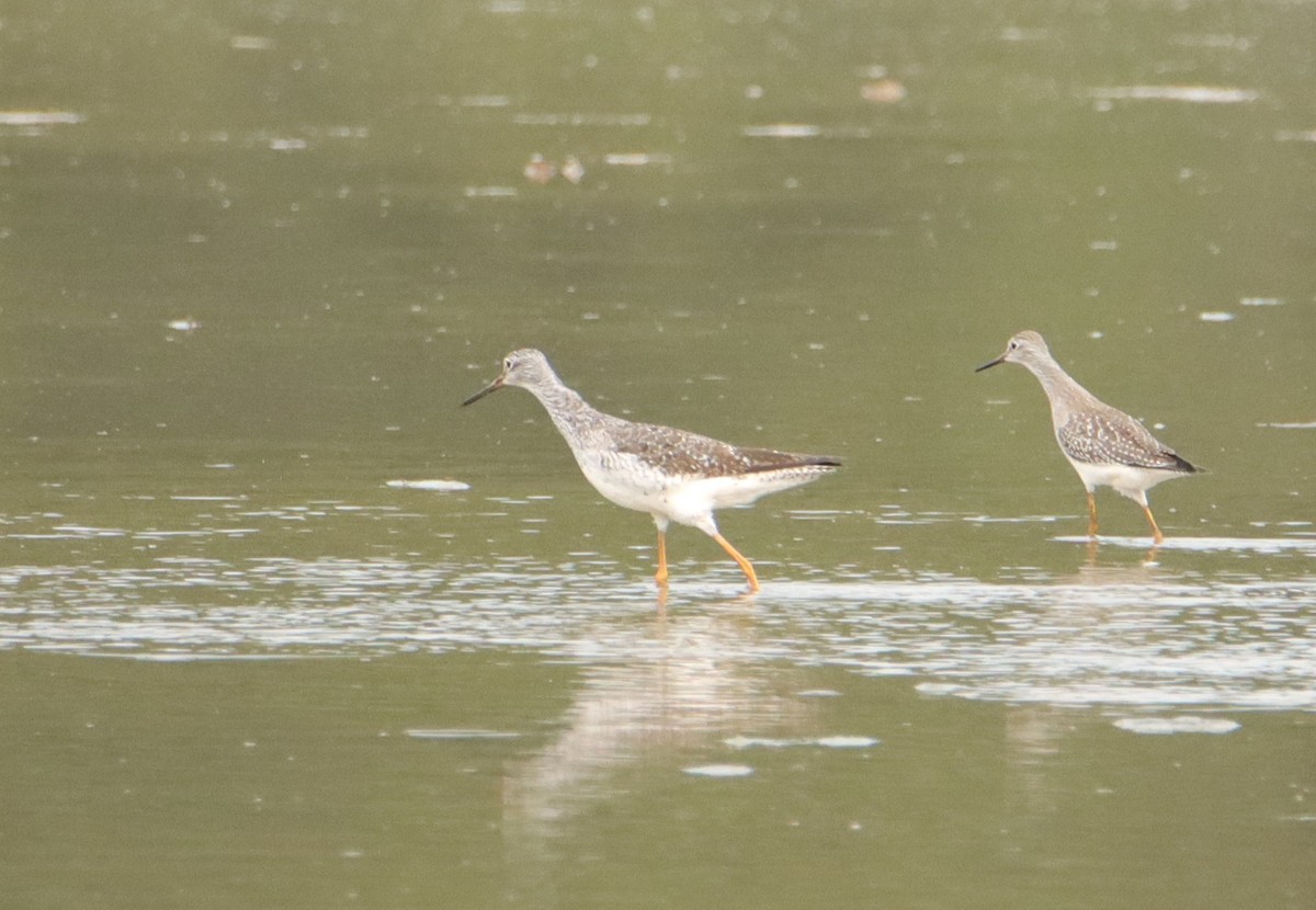 Greater Yellowlegs - ML606536921