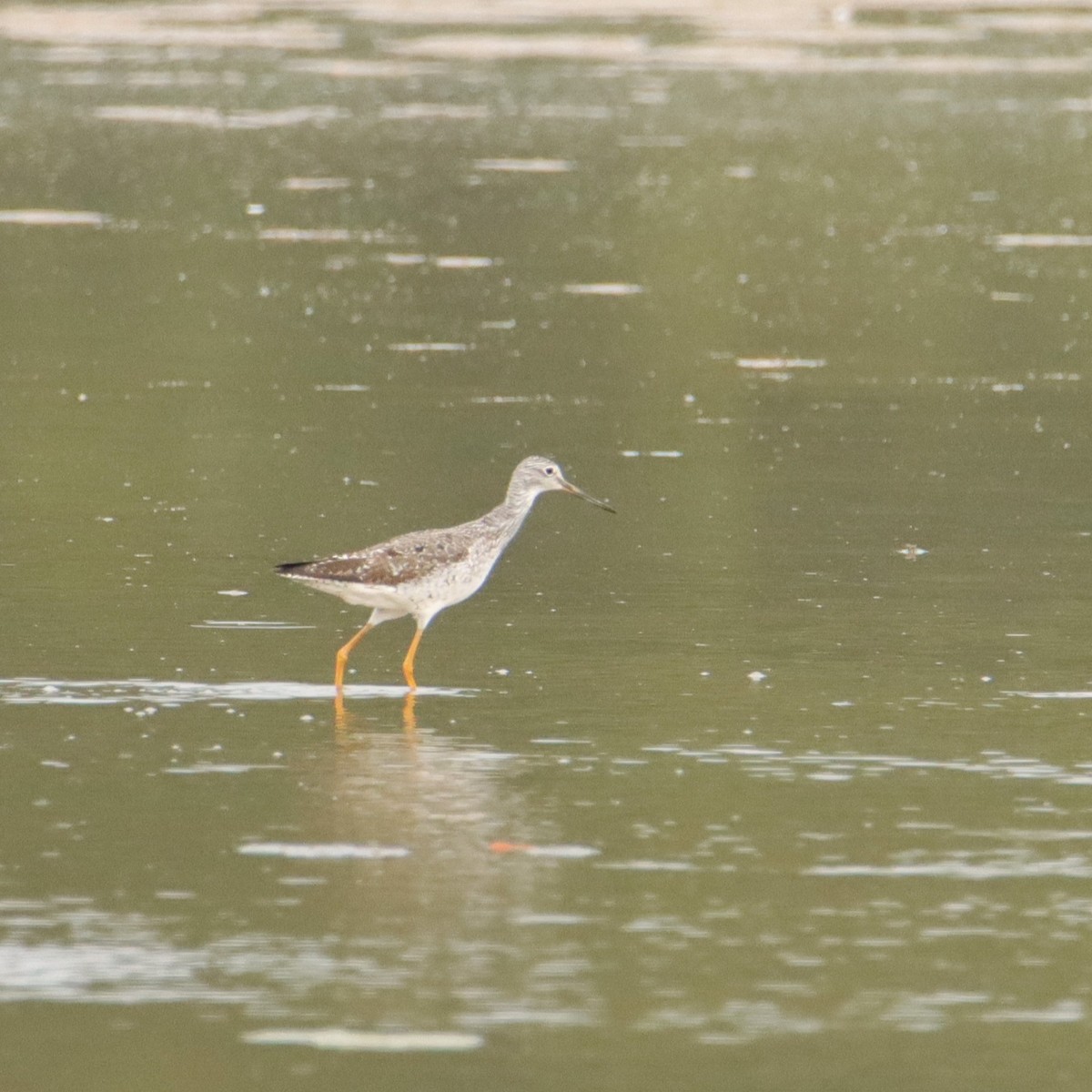 Greater Yellowlegs - ML606536931