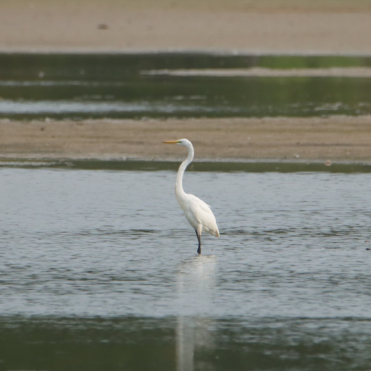 Great Egret - ML606536971