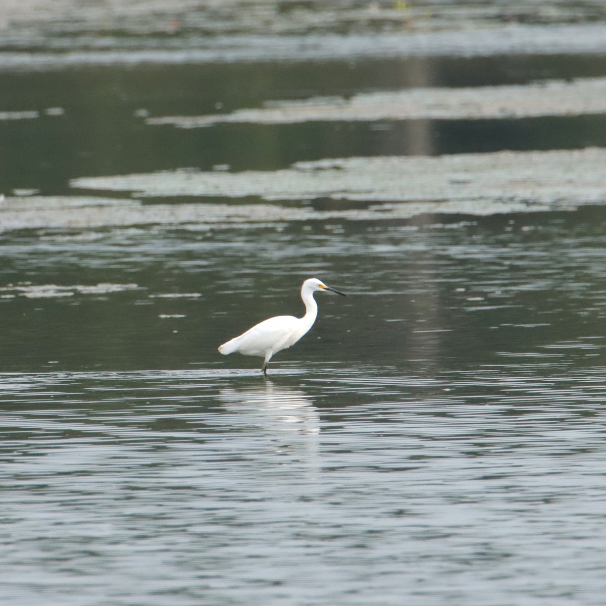 Snowy Egret - ML606537041