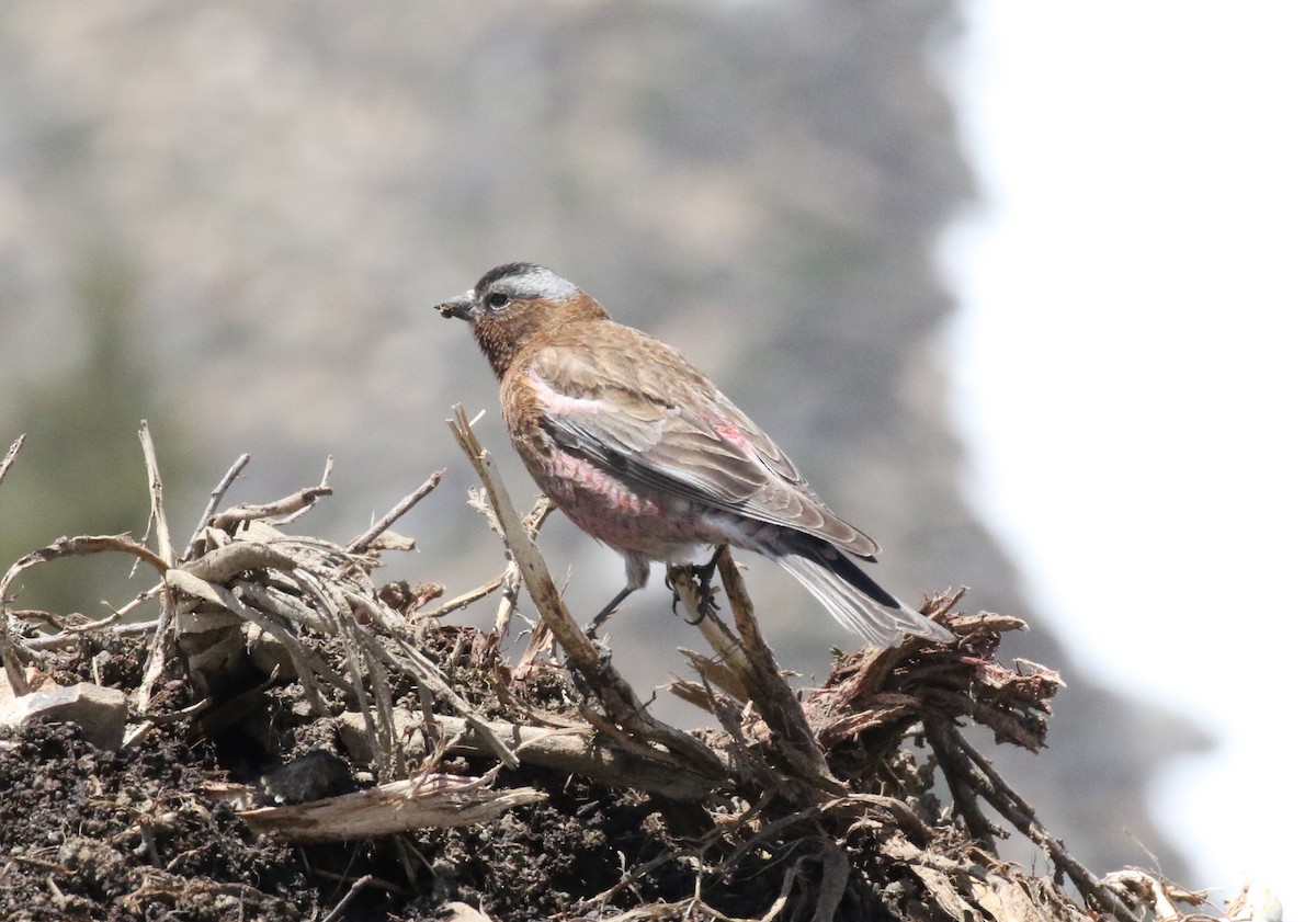 Gray-crowned Rosy-Finch - ML606537071