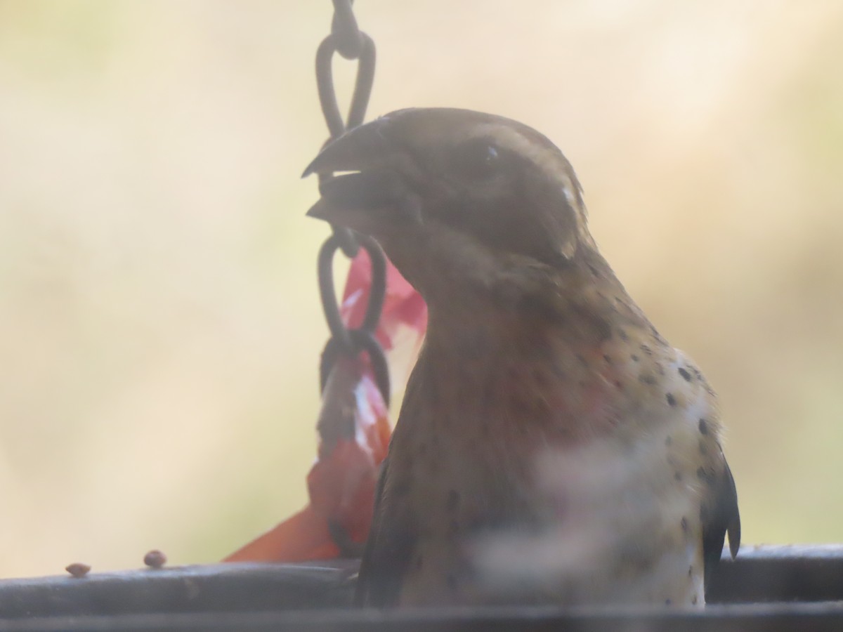 Hybride Cardinal à poitrine rose x C. à tête noire - ML606537231