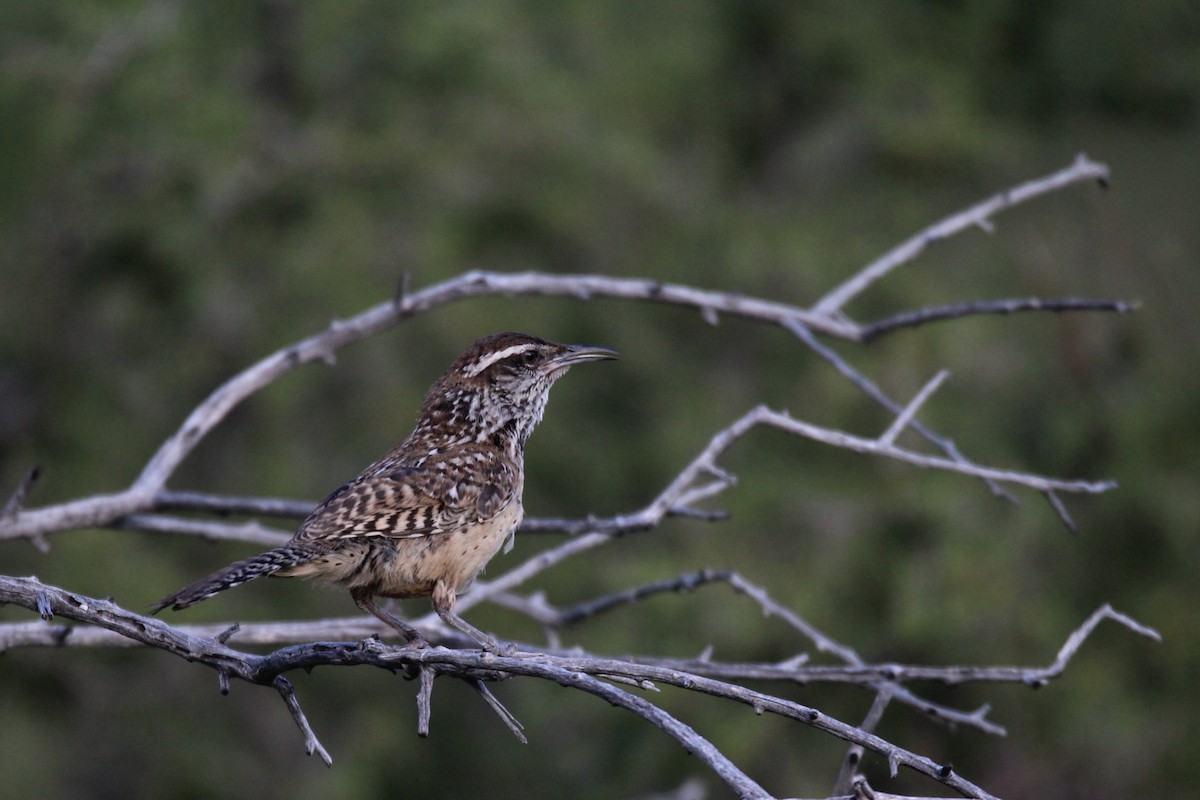 Cactus Wren - ML60654001