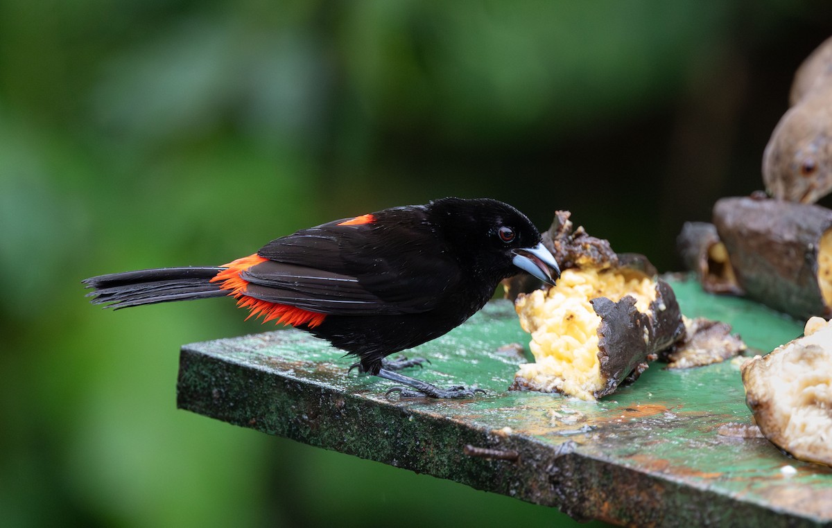 Scarlet-rumped Tanager (Passerini's) - ML606540251