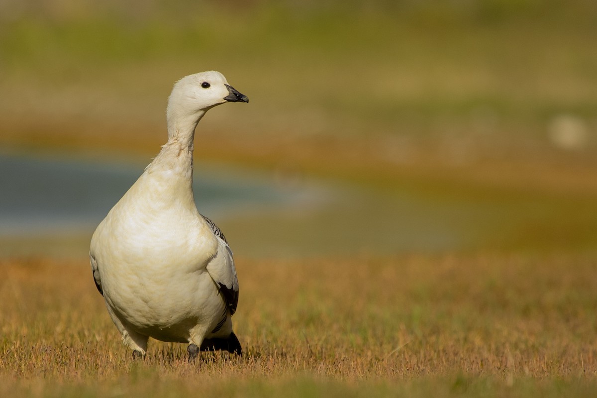 Upland Goose (White-breasted) - Pablo Andrés Cáceres Contreras