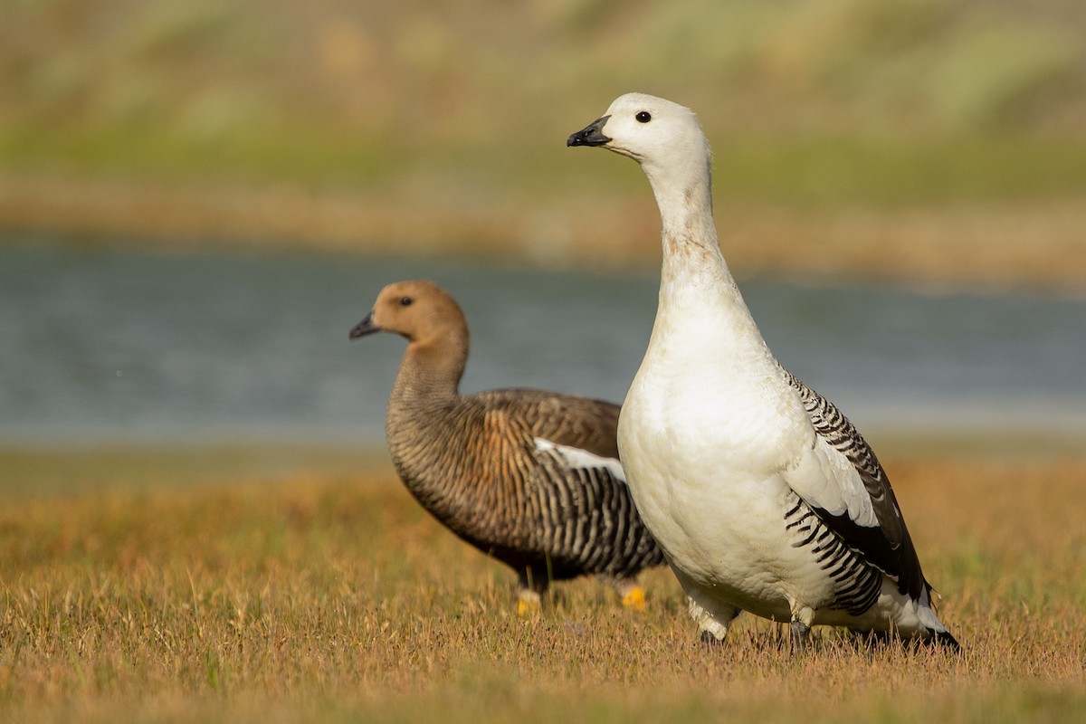 Upland Goose (White-breasted) - Pablo Andrés Cáceres Contreras