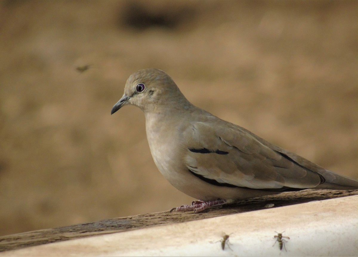 Picui Ground Dove - ML606540621