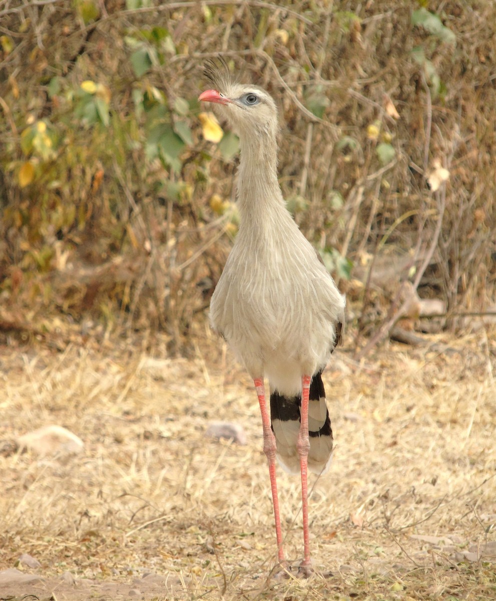 Red-legged Seriema - ML606540731