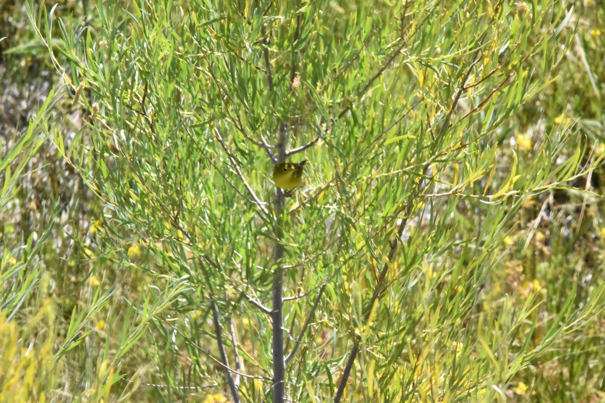 Paruline jaune - ML606541231