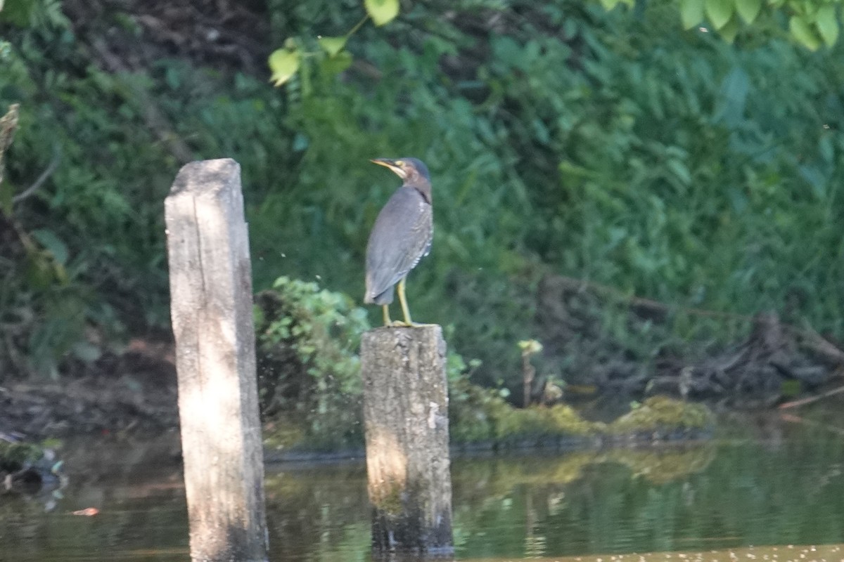 Green Heron - ML606541801