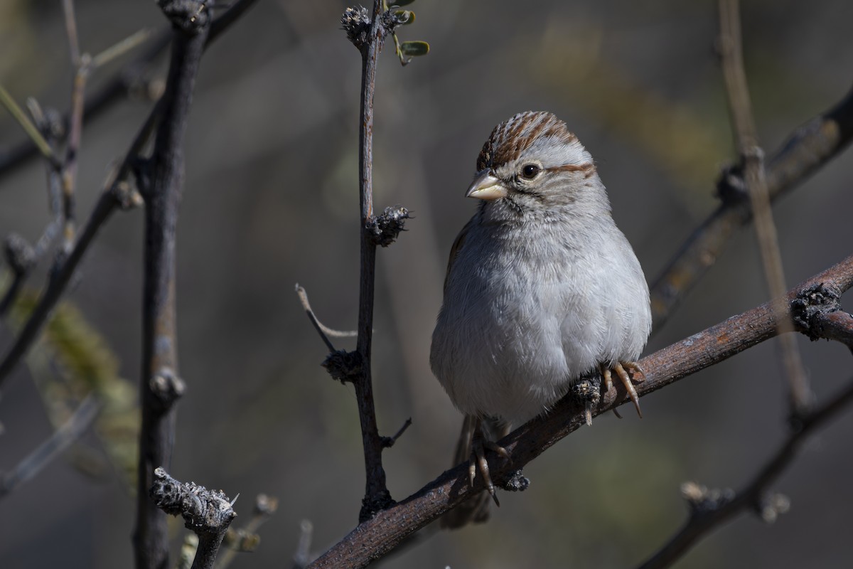 Rufous-winged Sparrow - ML606541881