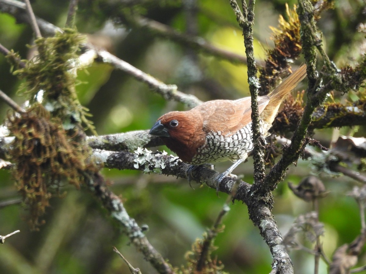 Scaly-breasted Munia - ML606541961