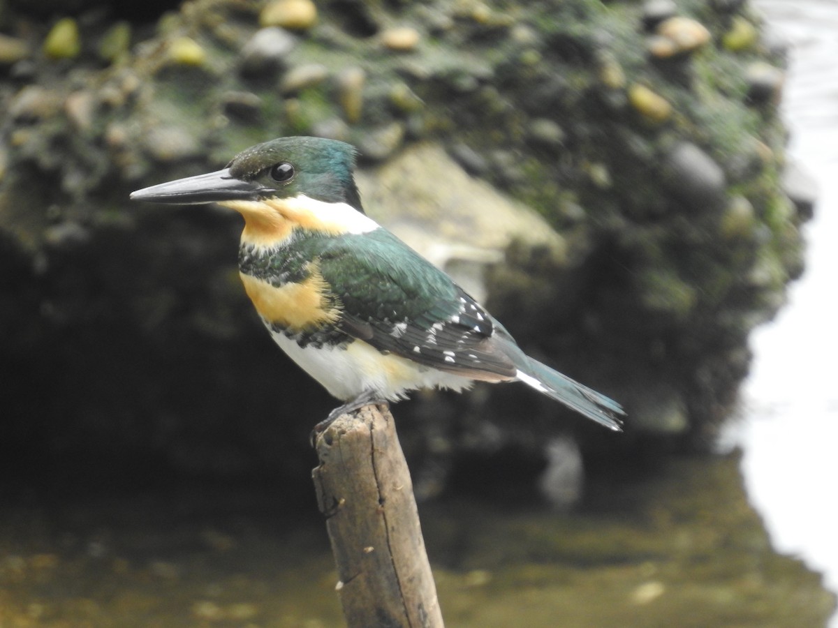 Green Kingfisher - ML606542871