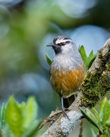 Banasura Laughingthrush - Montecincla jerdoni - メディア検索 Banasura Laughingthrush - Montecincla jerdoni - メディア検索