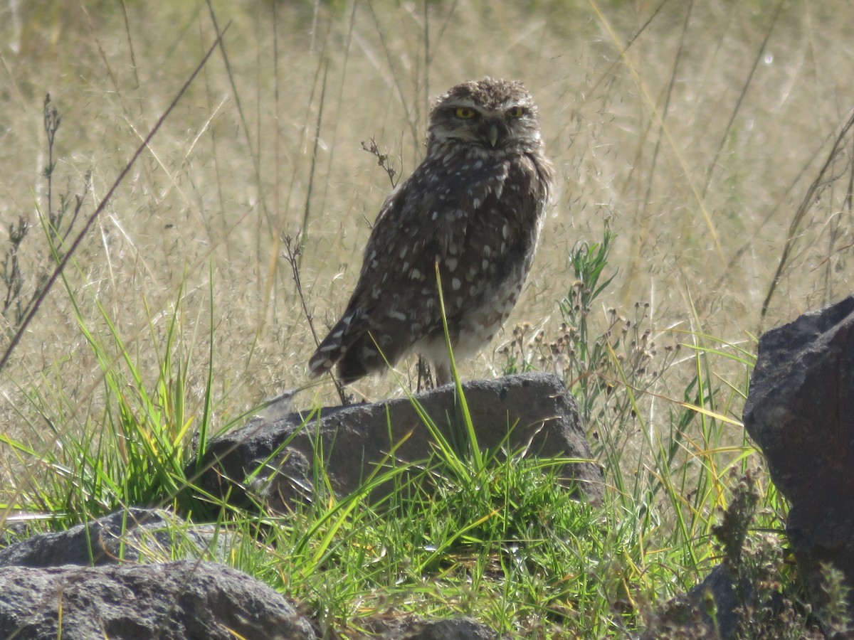 Burrowing Owl (Andean) - ML606543571