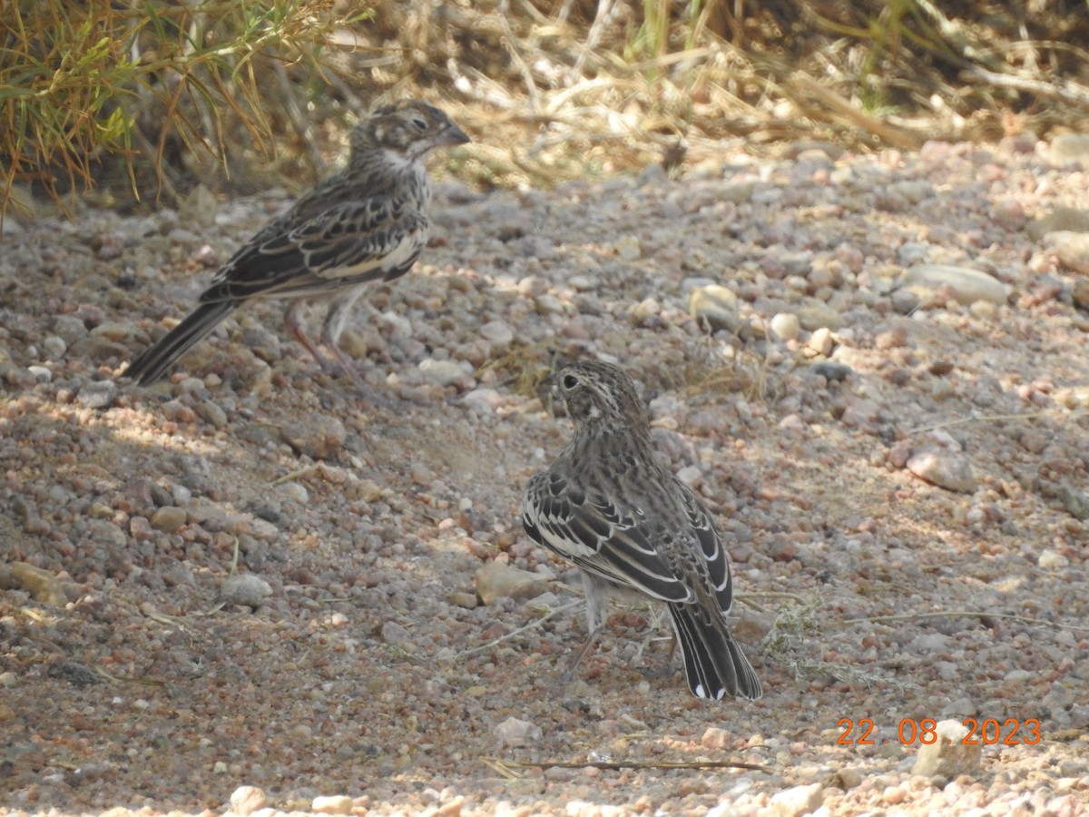 Lark Bunting - dave haupt