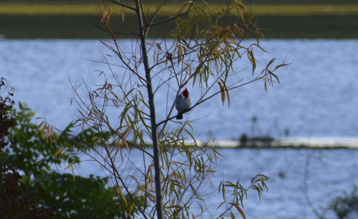 Red-crested Cardinal - Omar Borrajo