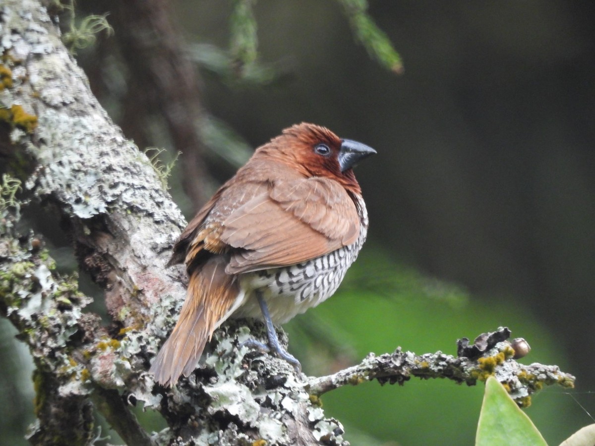 Scaly-breasted Munia - Nicholas Iyadurai