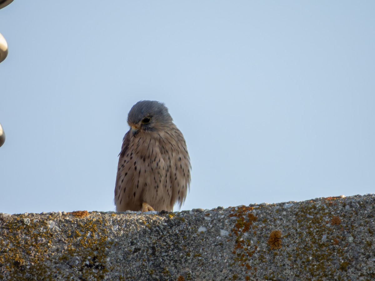 Eurasian Kestrel - ML606544541