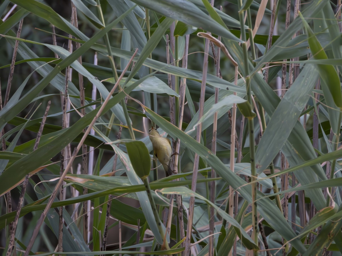 Common Chiffchaff - ML606544881