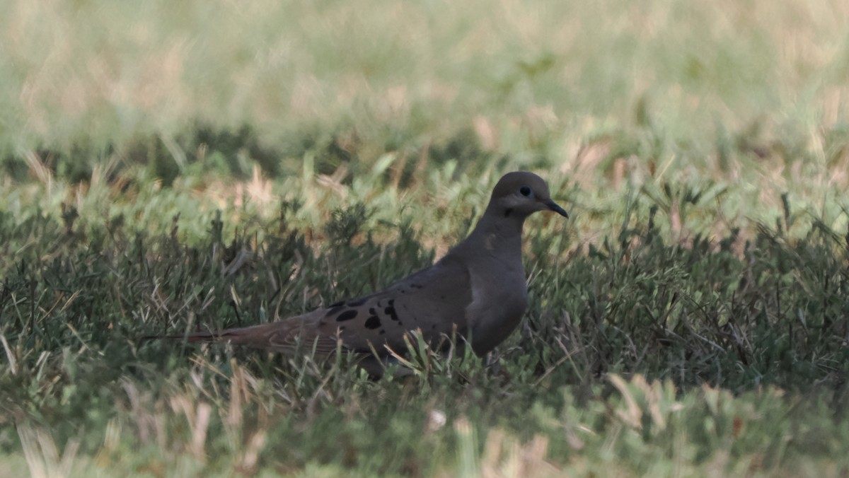 Mourning Dove - ML606544971